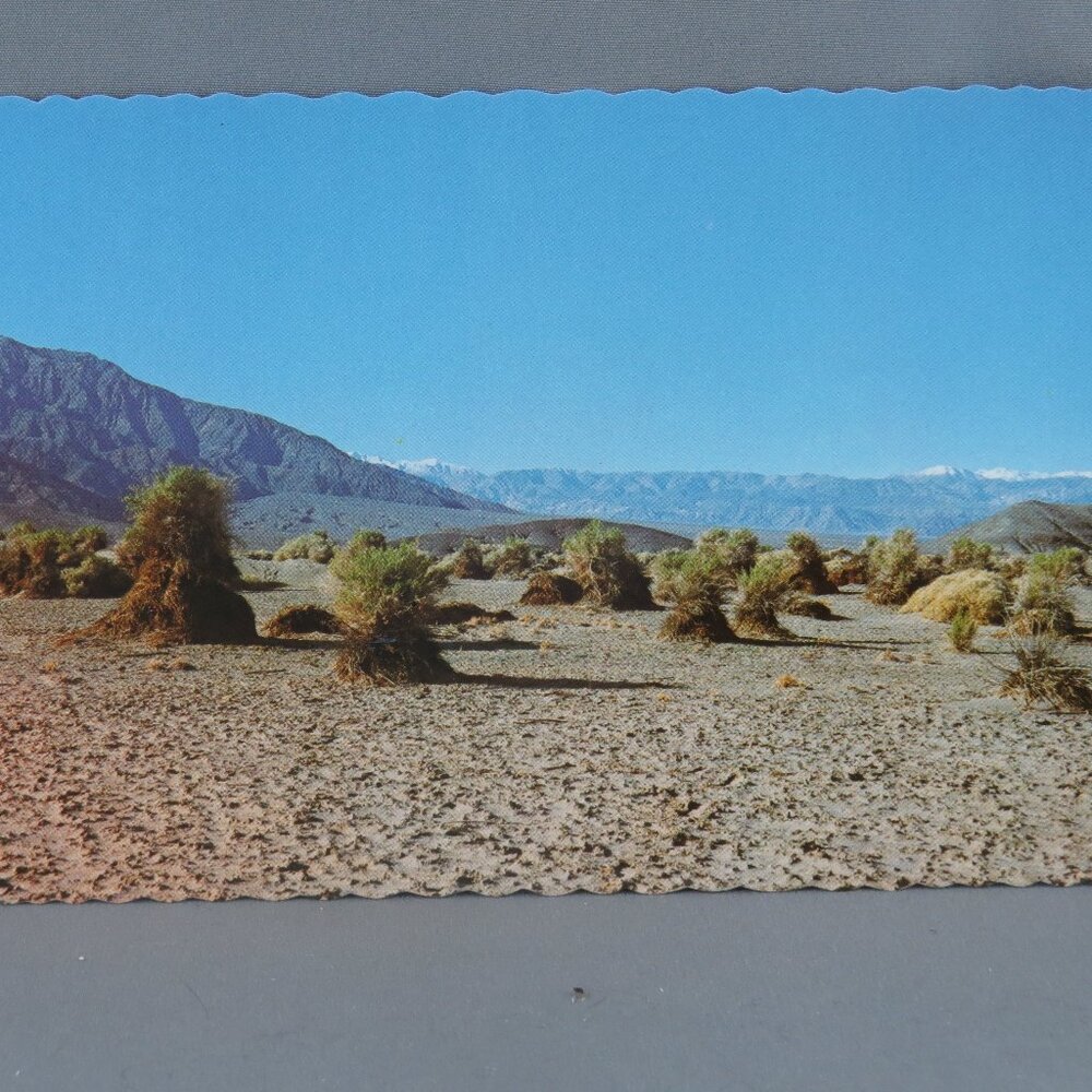 Vintage Postcard - Devils Corn Field Death Valley National Monument -Fred Harvey